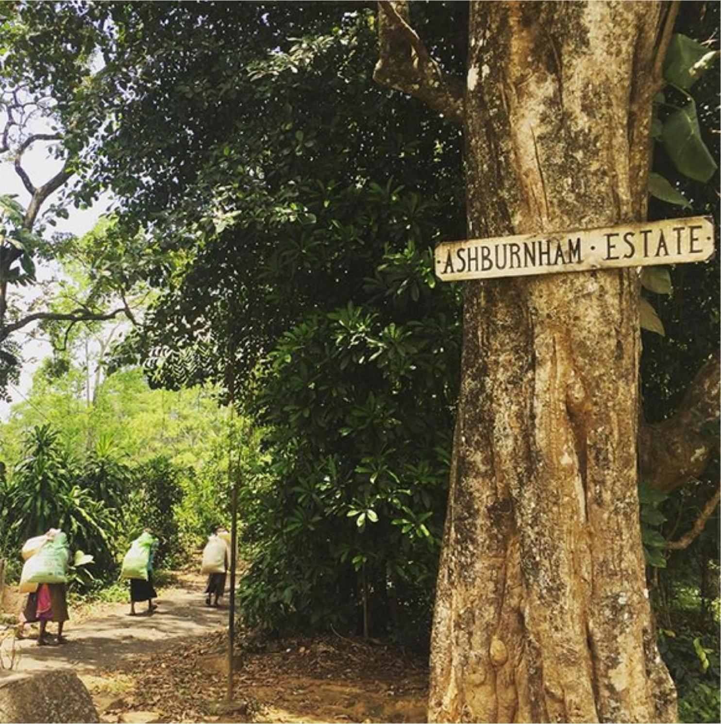 Ashburnham Estate Hotel Elkaduwa Exterior photo